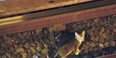 為救2只被困小貓，紐約地鐵停駛2小時