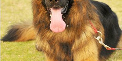 搜救犬應用範圍與訓練方法