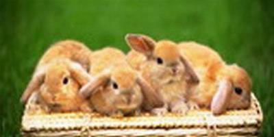 兔子根據品種的不同 營養及要注意的地方也不同