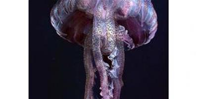 大批劇毒紫色水母入侵英國水域