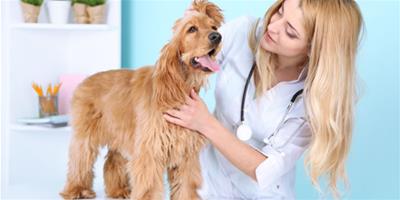 狗狗腸便秘的症狀和防治