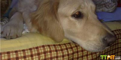 犬瘟熱抽搐怎麼治療