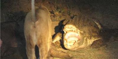鱷魚搶奪獅子食物