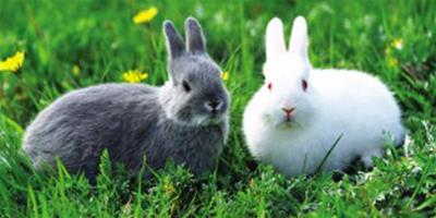 小兔子吃什麼草 苜蓿具有高鈣高蛋白質