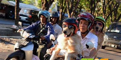 主人與愛犬一起戴墨鏡頭盔坐摩的兜風