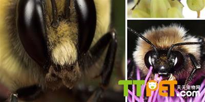 蜜蜂懂得識別和記憶人臉
