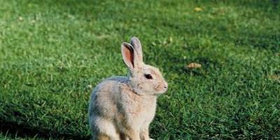 兔子吃捲心菜 馬鈴薯的芽含有毒素