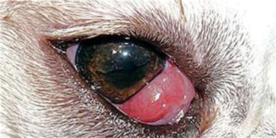 沙皮狗患上櫻桃眼疾病應怎樣醫治