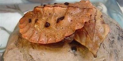 瑪塔龜的物種資訊介紹