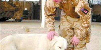 英國政府駁回“英雄狗”回國申請引發爭議