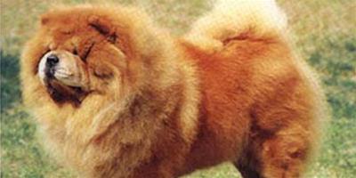 寵物美容教程—怎樣給松獅美容