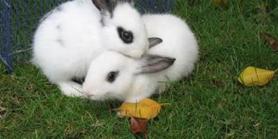 兔子吃樹葉 不能單獨餵食甘薯藤