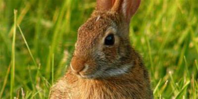 兔子吃不吃蘿蔔 非常愛吃微甜的胡蘿蔔
