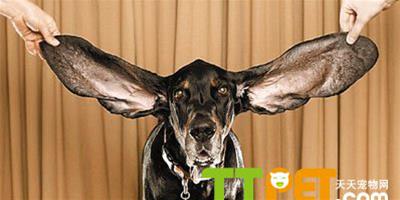狗狗哈伯長對"兔子耳朵" 加起來有60多釐米長