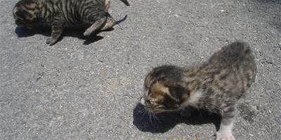 天臺發現一對虎紋狀斑紋的莫名貓科動物幼崽