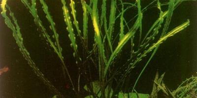 水草品種—緞帶椒草