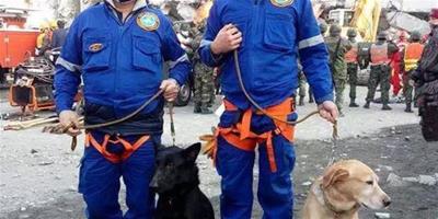 地震中搜救犬捨命救人，卻被無良媒體說成怕死，更有人冒名募捐