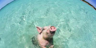 巴哈馬群島“陪遊”小豬爆紅，將成紀錄片主角