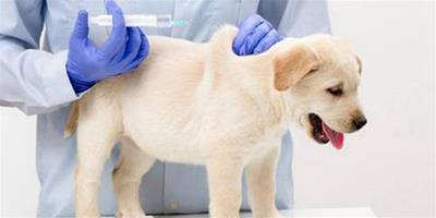 狗狗打完疫苗一直吐該怎麼辦