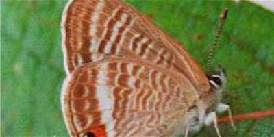 蝴蝶品種--波紋灰蝶的介紹