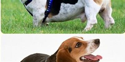 【圖】比格犬和巴吉度犬的區別，怎麼區分？