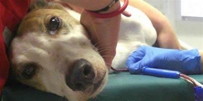 英國狗狗血庫卻用於專供寵物醫療