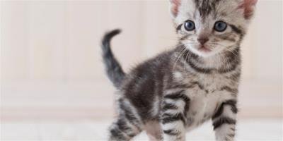 貓的肛門腺囊炎是什麼？