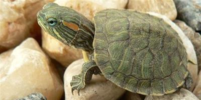 【疑問】巴西龜到底有沒有毒？