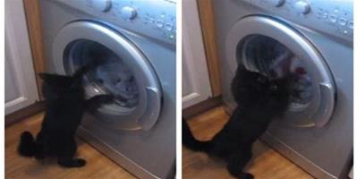 “詠春黑貓”揮拳大戰洗衣機