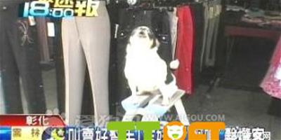 臺灣彰化一隻吉娃娃小狗 會幫主人叫賣衣服