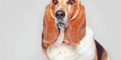狗狗疫苗為什麼會失效？