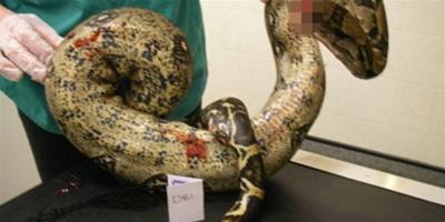 英國女子酒後砍下兩蟒蛇頭活吞