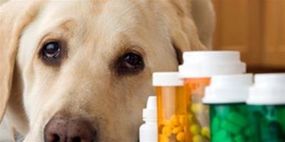 狗狗生病能吃人吃的藥嗎