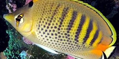 斑帶蝴蝶魚的品種簡介