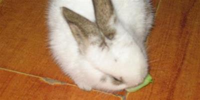 兔子吃食物時 嘴巴不停的在咀嚼