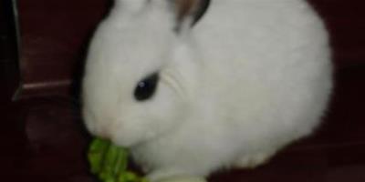 兔子吃毛 易引起家兔發生毛球病