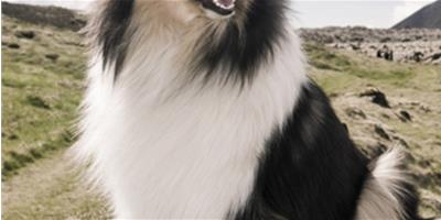 蘇格蘭牧羊犬訓練的三步走