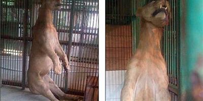 印尼泗水動物園裡非洲獅被吊死在籠中