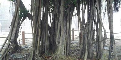 榕樹氣生根的三種引導方法