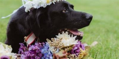 狗狗陪伴主人14年 病逝前出席主人婚禮