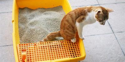 貓砂怎麼使用才能讓貓咪覺得舒適？