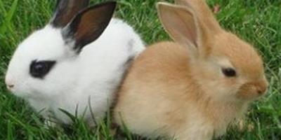 兔子吃不飽 要給兔兔準備磨牙棒