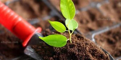 五種具有土壤修復功能的植物