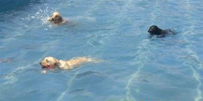 如何教狗狗游泳