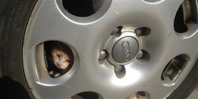 開車前注意：車輪下有沒有取暖貓咪