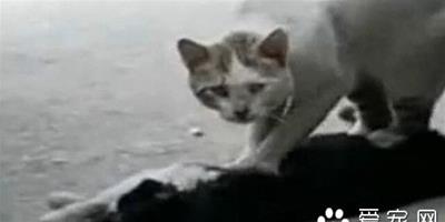 流浪貓搶救同伴一小時 貓咪哭泣的場景讓人心碎