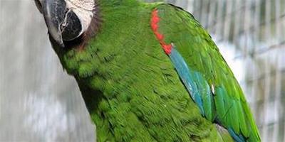 栗額金剛鸚鵡吃什麼 主要食物為種子
