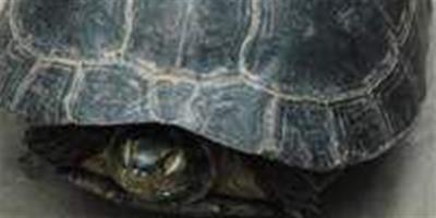 高齡龜“睡夢”中產卵