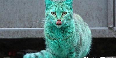 一隻全身翠綠色的貓咪牽動大家的心 原因震驚所有人