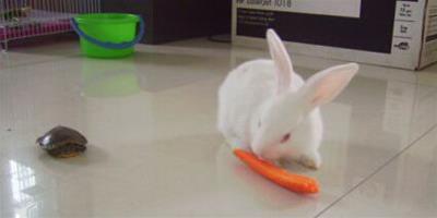 兔子感冒吃什麼 注意觀察它們食欲和排便